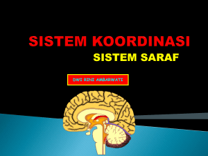 Sistem saraf