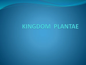 kingdom plantae - tirtamarta