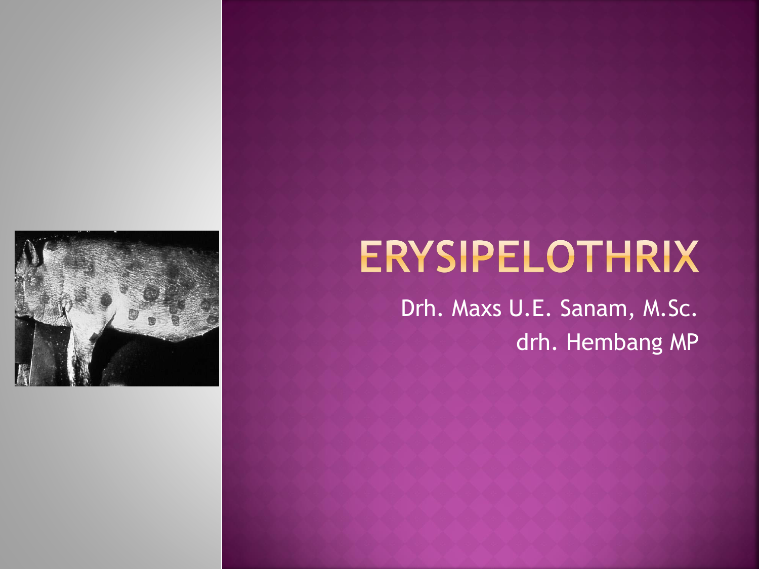 Erysipelothrix Wordpress Com