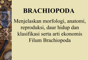 (9) Brachiopoda