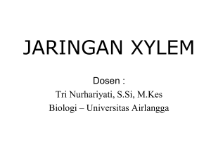 Anatomi-xylem-07 compress 1 - Biologi 2010 Universitas Airlangga