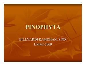 PINOPHYTA