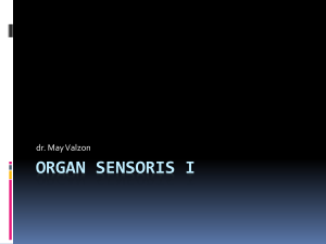 Organ sensoris I