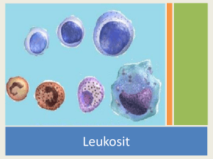20 m Bentuk sel: oval atau bulat Warna sitoplasma