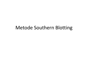 Metode Southern Blotting