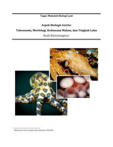 Aspek Biologis Gurita: Taksonomi, Morfologi