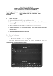 LAPORAN PRAKTIKUM Isolasi DNA, Teknik PCR