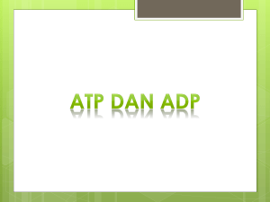 10. ATP DAN ADP