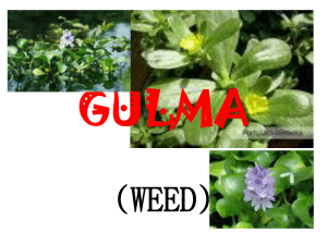 GULMA (WEED)