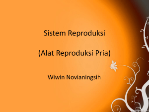 Sistem Reproduksi (alat reproduksi pria)