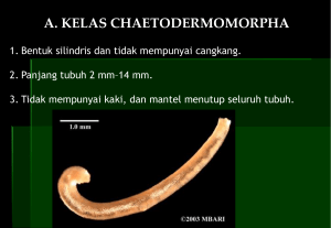 Chaetodermomorpha dll