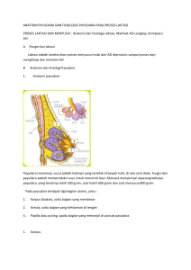 anatomi payudara dan fisiologis payudara pada