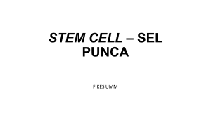 stem cell – sel punca