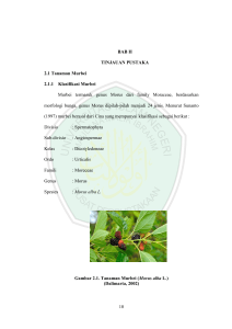 10 BAB II TINJAUAN PUSTAKA 2.1 Tanaman Murbei 2.1.1