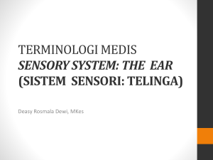 terminologi medis sensory system: the ear (sistem sensori