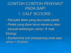 CONTOH-CONTOH PENYAKIT PADA SAPI 1. CALF SCOURS :