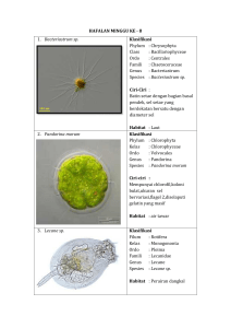 HAFALAN MINGGU KE - 8 1. Bacteriastrum sp. Klasifikasi Phylum