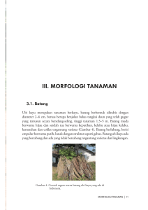 iii. morfologi tanaman