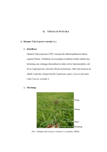 7 II. TINJAUAN PUSTAKA A. Rumput Teki (Cyperus rotundus L.) 1