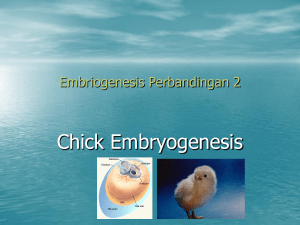 Embriogenesis Perbandingan 1