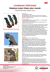 Information Sheet - Forest Red-tailed Black