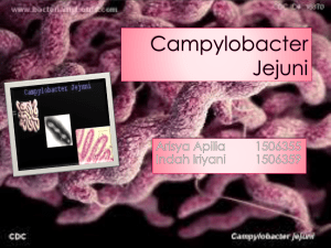 Biodas Campylobacter Jejuni ppt