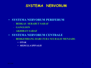 sysrema nervorum periferum