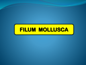 Filum Mollusca Kelompok II Universitas