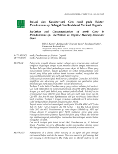 Isolasi dan Karakterisasi Gen merB pada Bakteri Pseudomonas sp