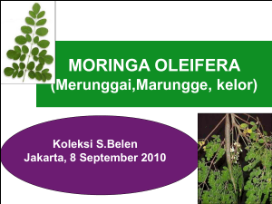 Botanical Name: MORINGA OLEIFERA Family Name