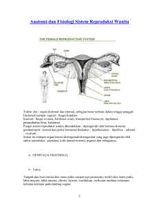 Anatomi dan Fisiologi Sistem Reproduksi Wanita