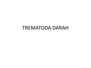 TREMATODA DARAH