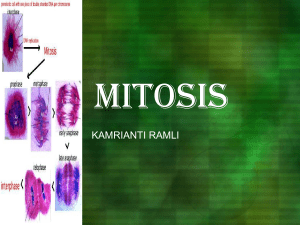 mitosis - Kamrianti Ramli