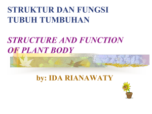 Fungsi Akar The Function of Root