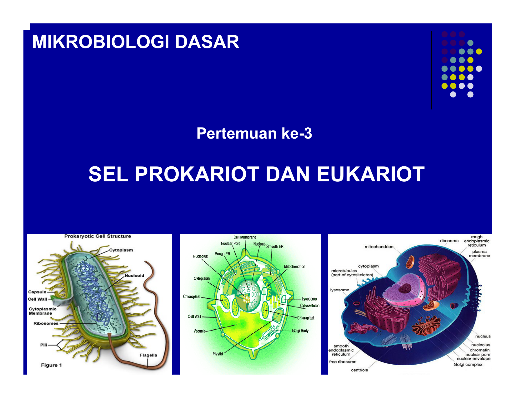Возникновение прокариот произошло в. Прокариот хужайра. Особенности строения клеток прокариот. Prokariotlar va eukariotlar. Eukariot hujayra.