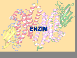 enzim - Blog UB