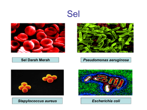 Struktur sel