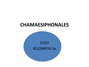 CHAMAESIPHONALES