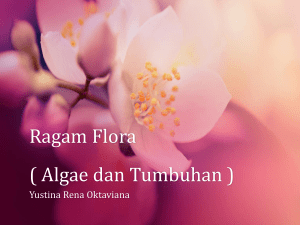 Ragam Flora - yustinarena