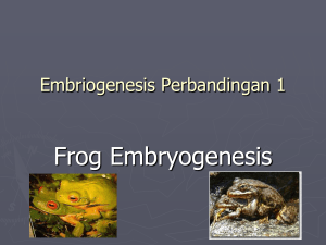 Embriogenesis Perbandingan 1