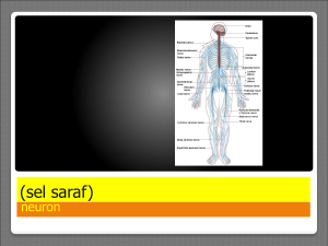 (sel saraf)
