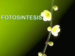 fotosintesis - WordPress.com