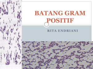 BATANG GRAM POSITIF