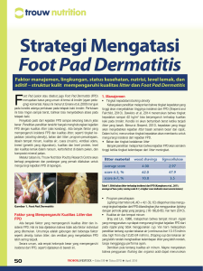 Strategi Mengatasi Foot Pad Dermatitis