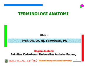 terminologi anatomi