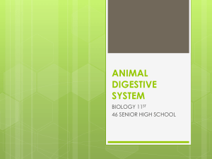 ANIMAL DIGESTIVE SYSTEM