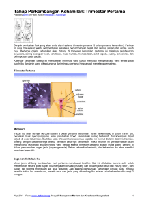 Tahap Perkembangan Kehamilan - Triwulan ke 1