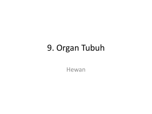 SAP 9 Organ Tubuh
