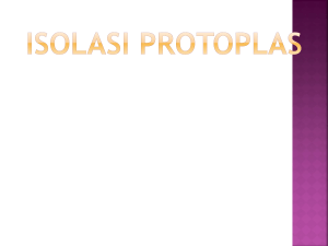 isolasi protoplas.ppt