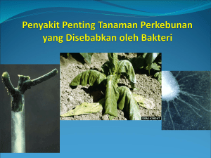 Penyakit Layu Bakteri pada Tanaman Tembakau